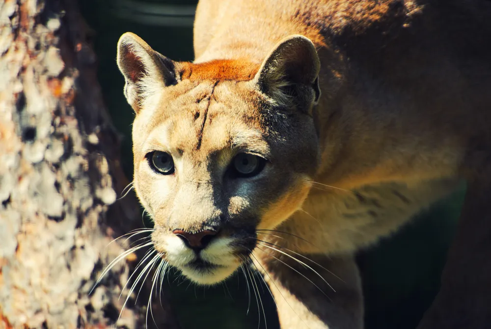 Mountain Lion staring down prey